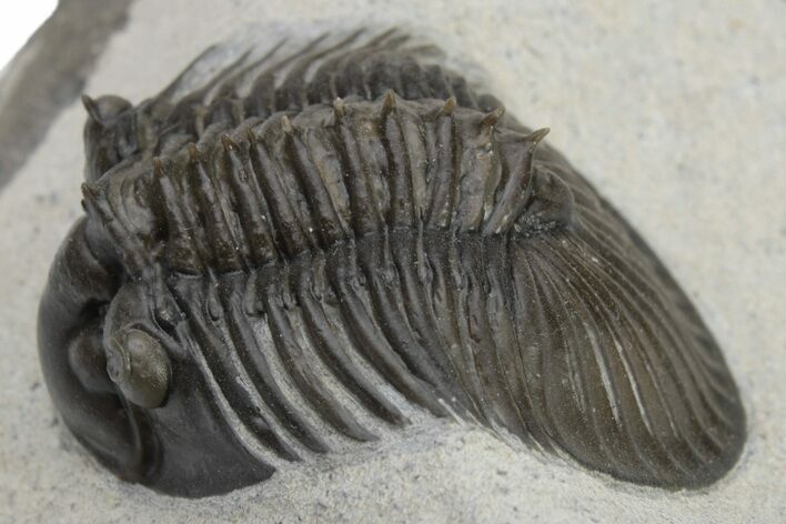 Scabriscutellum Trilobite With Axial Spines - Morocco #226129